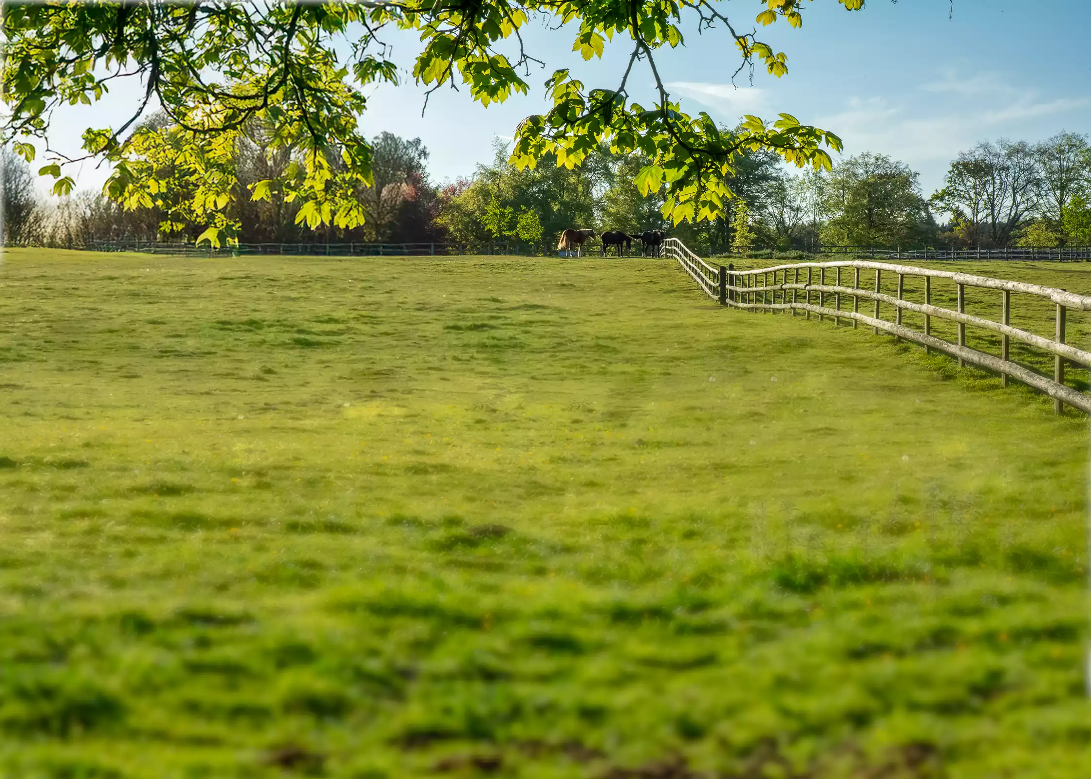 Fra kunnskap til handling – for ansvarlig hestevelferd
