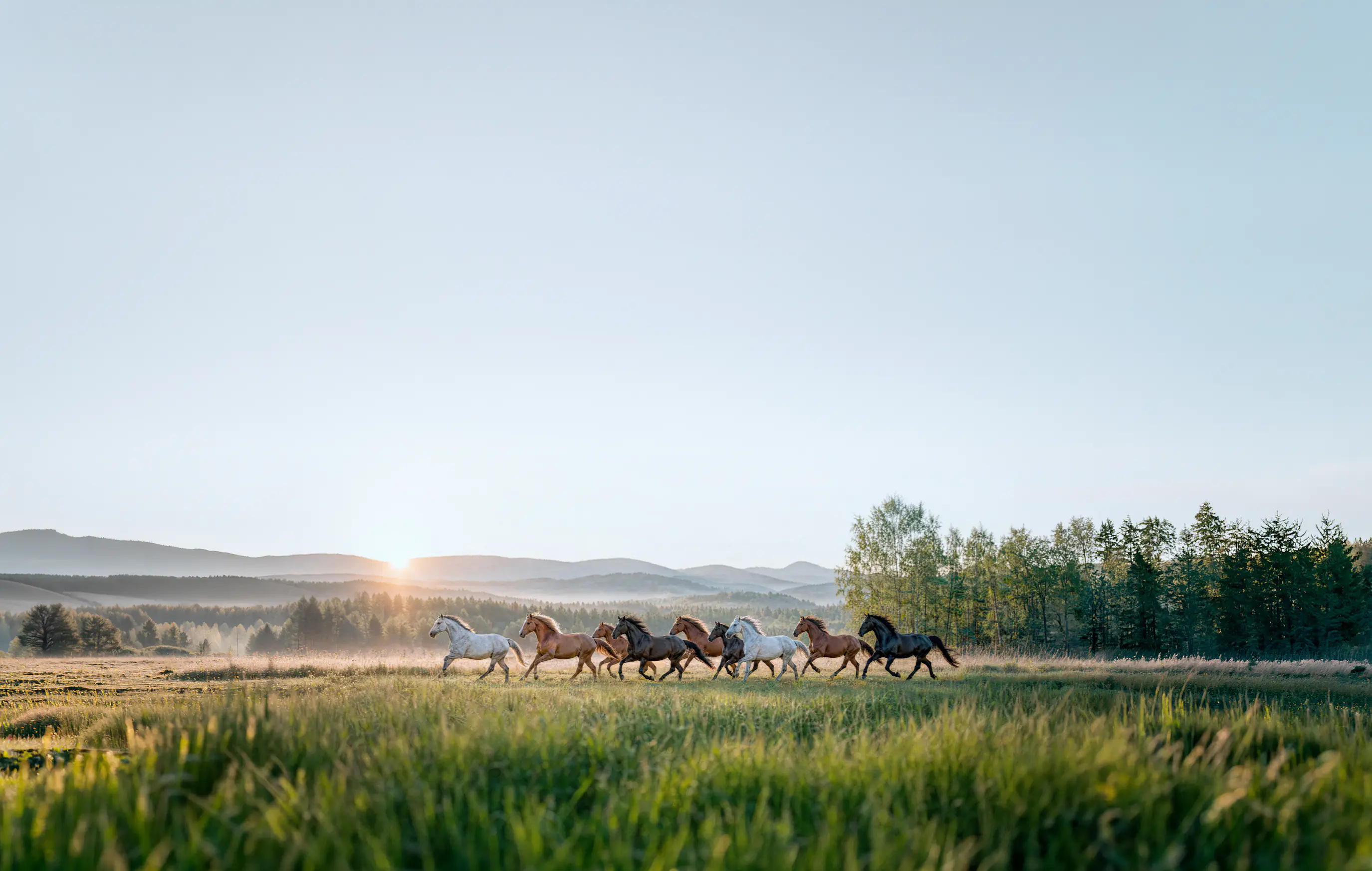 Image of a group horses running on a field that´s used on Secure Horse Welfare´s new website